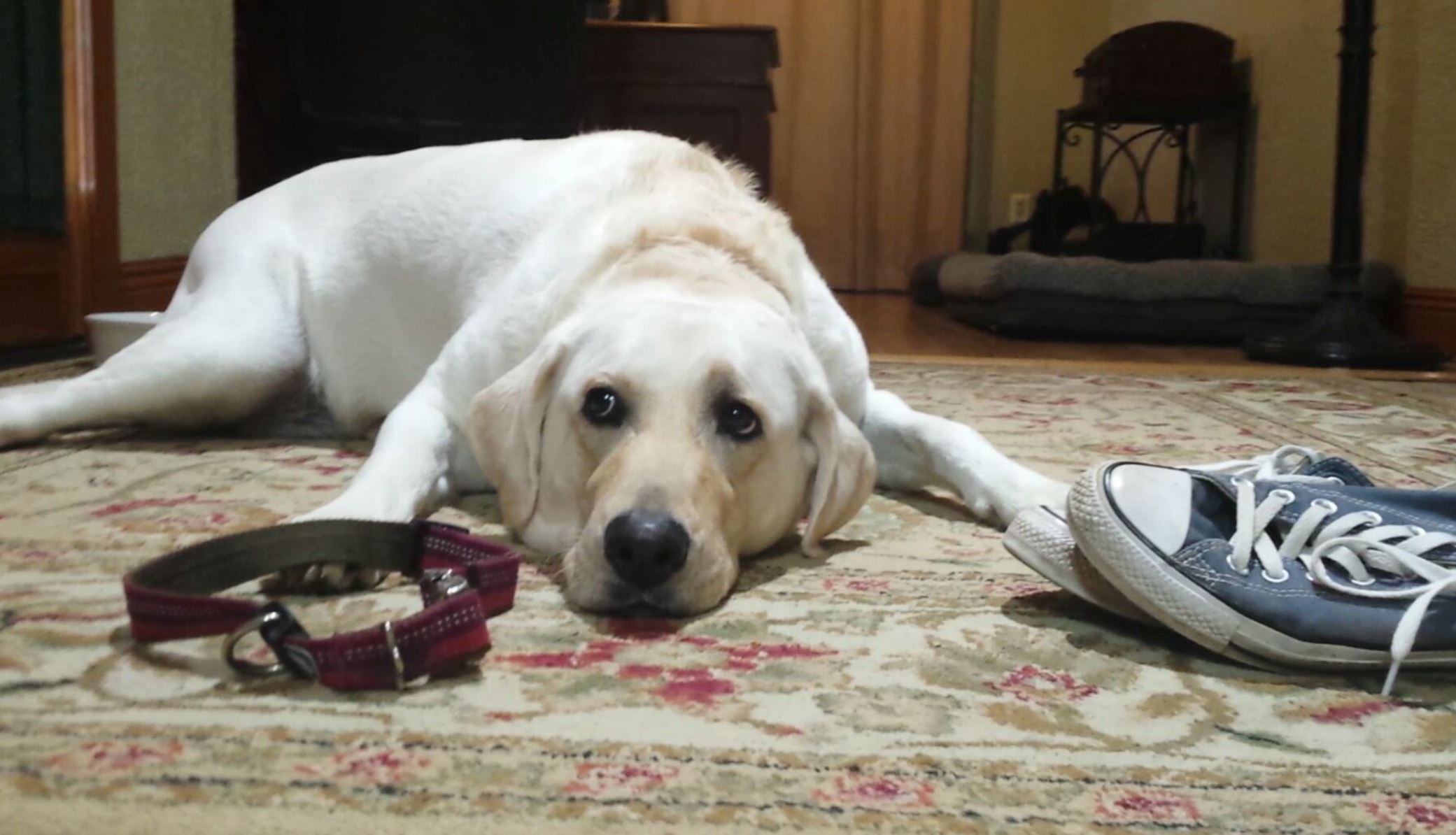Yellow lab laying impatiently next to shoes and collar.