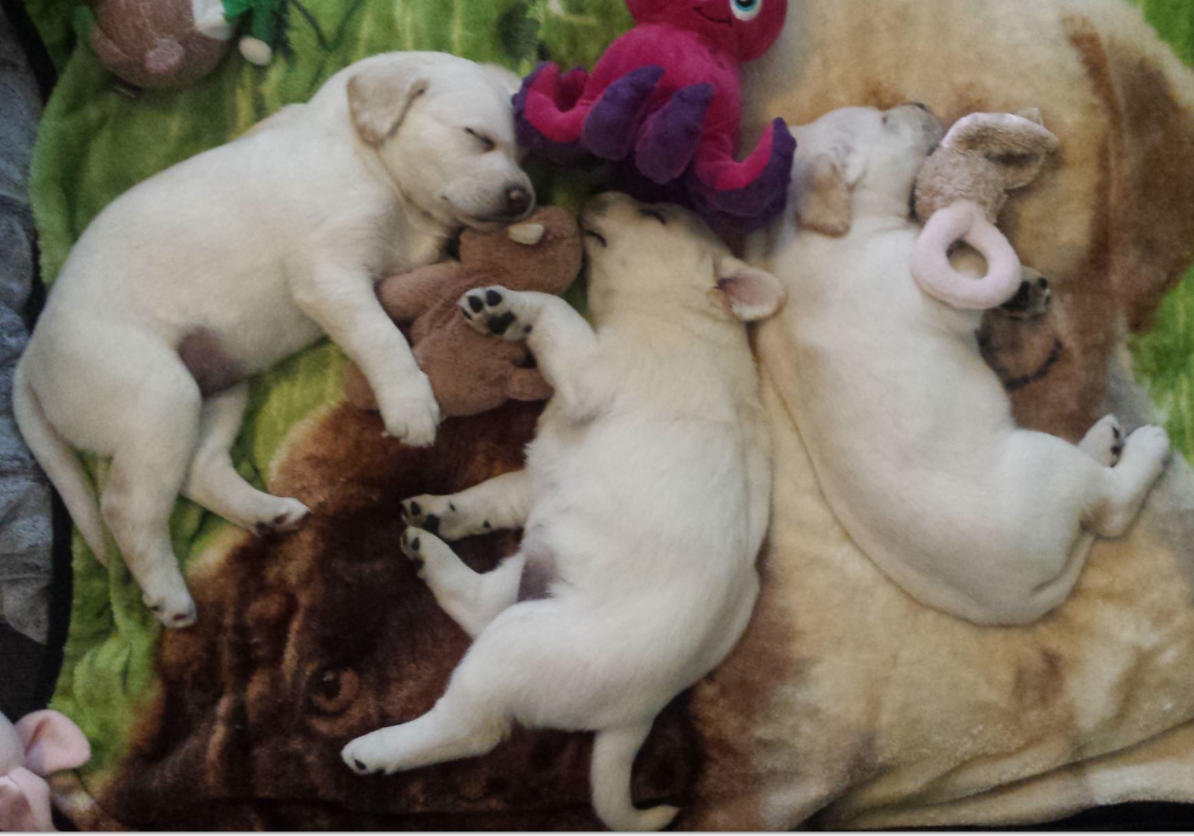 three puppies naping on a soft fur, completly content and safe.