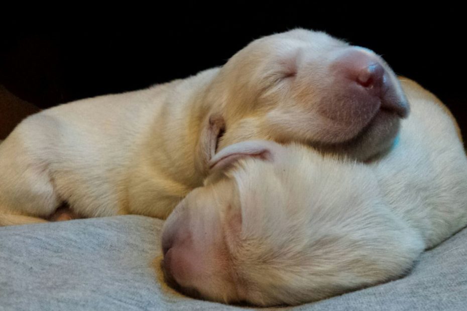 two yellow lab puppies resting peacefully with their eyes closed and bodies relaxed.