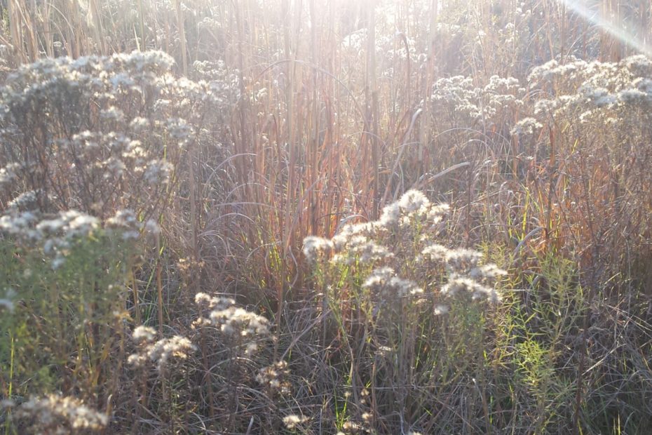 fall field with wild vegitation growing and the setting sun shining over it with beams of light.