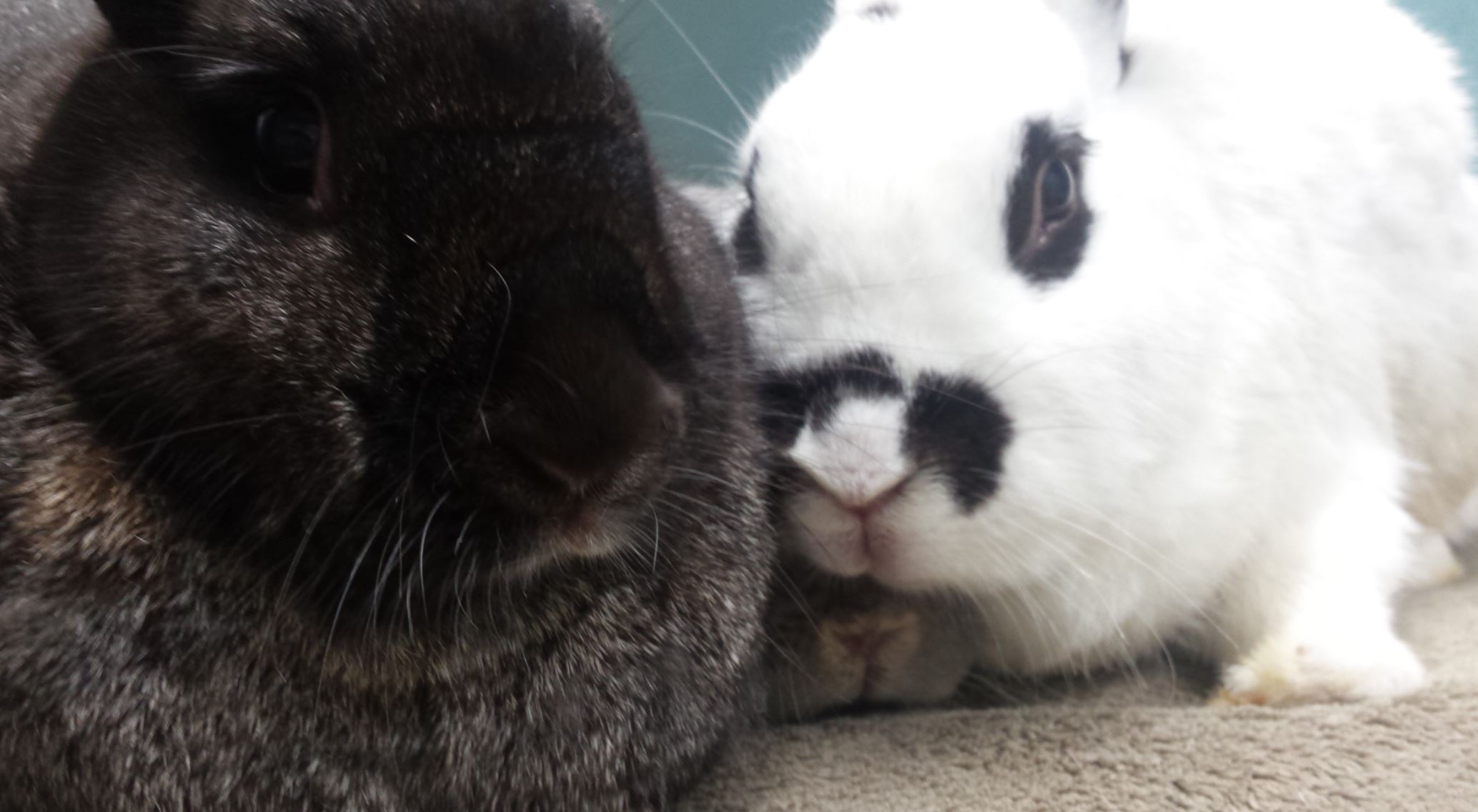 three bunnies snuggled together in intimacy