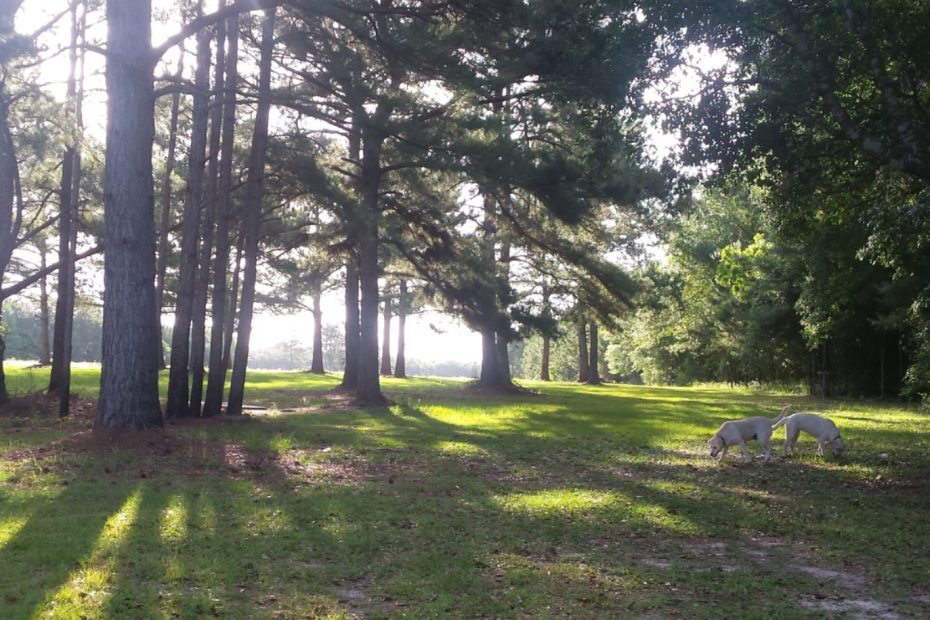 two yellow labs smelling a meadow in the morning.