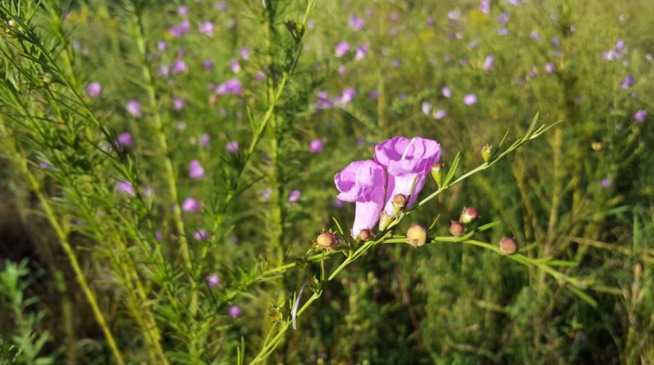 Purple floers on a green stem with many purple wild flowers behind it in a field.