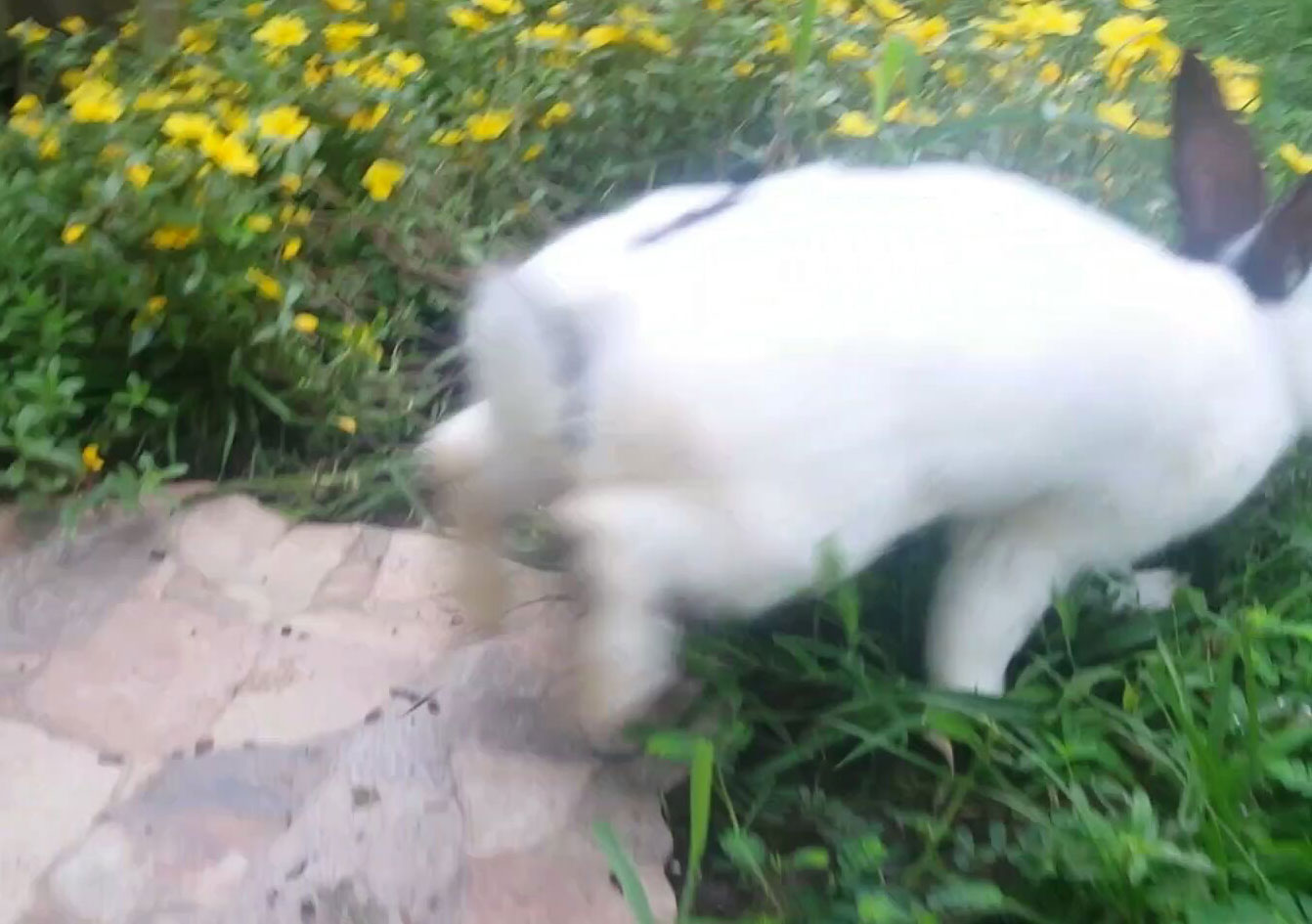 White bunny with blank ears hoping away into yellow flowers