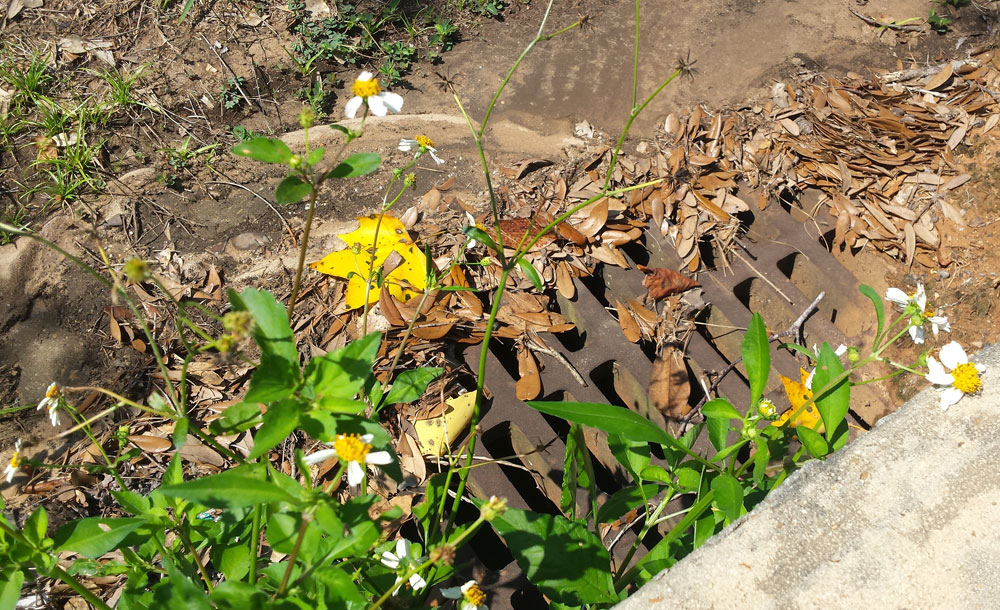 A blooming flower planted in a storm drain near a paved sidewalk, blooming and lifting its whole self to God in worship, blooming where it was planted.