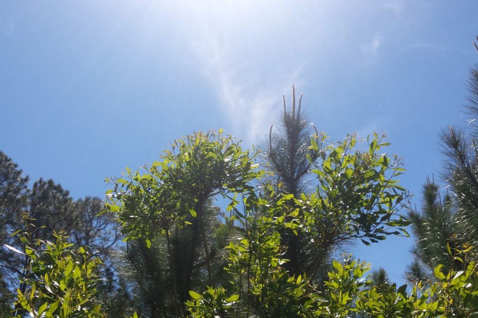 looking up toward blue sky past trees to the light of the son