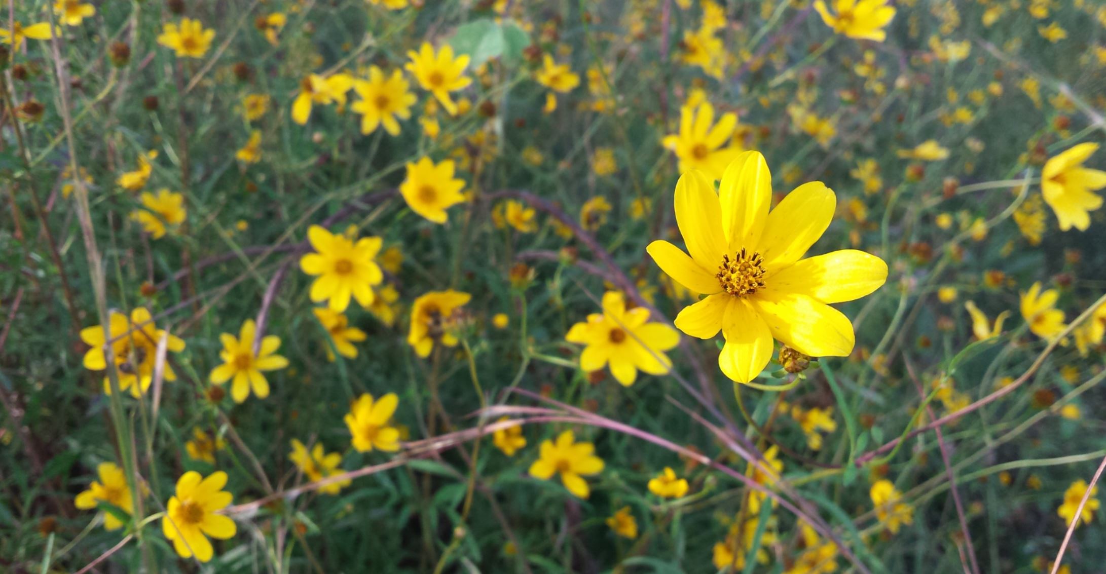 yellow flower in focus with all other yellow flowers behind it blurred out