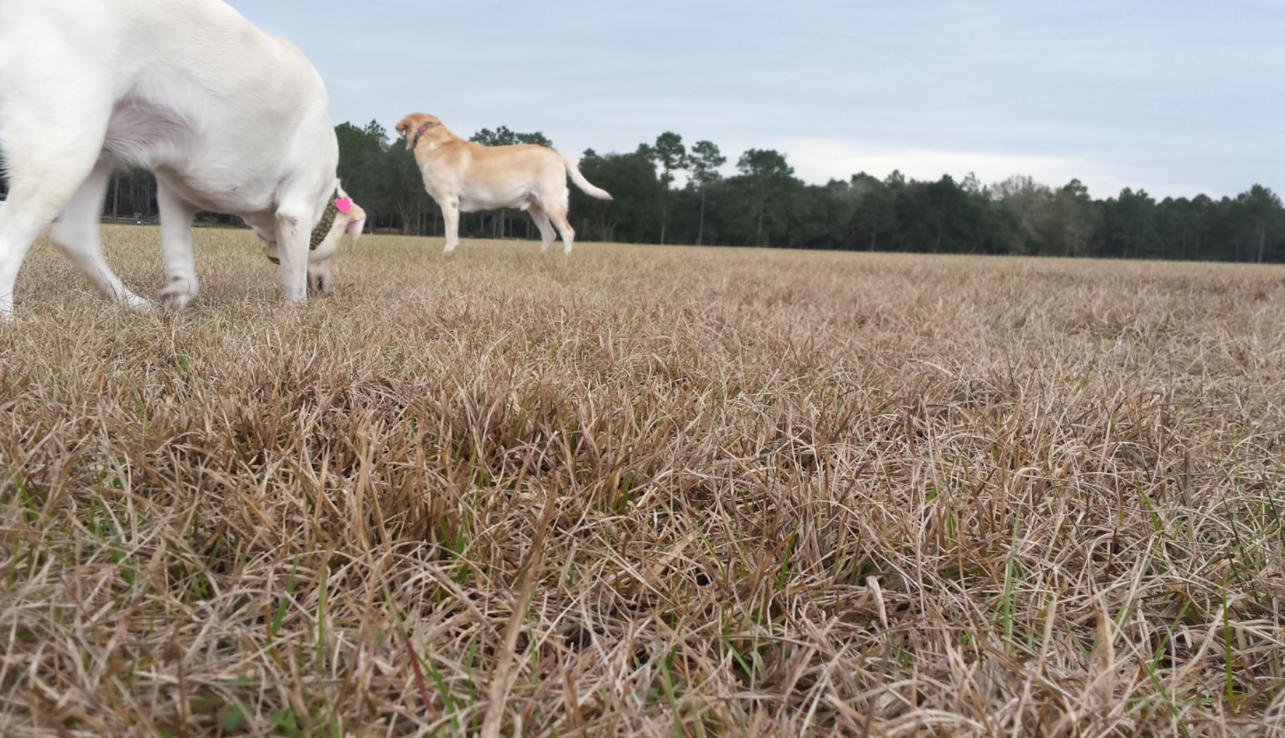 Two yellow labs standing in an open field of browned winter grass looking to new pathways to explore.