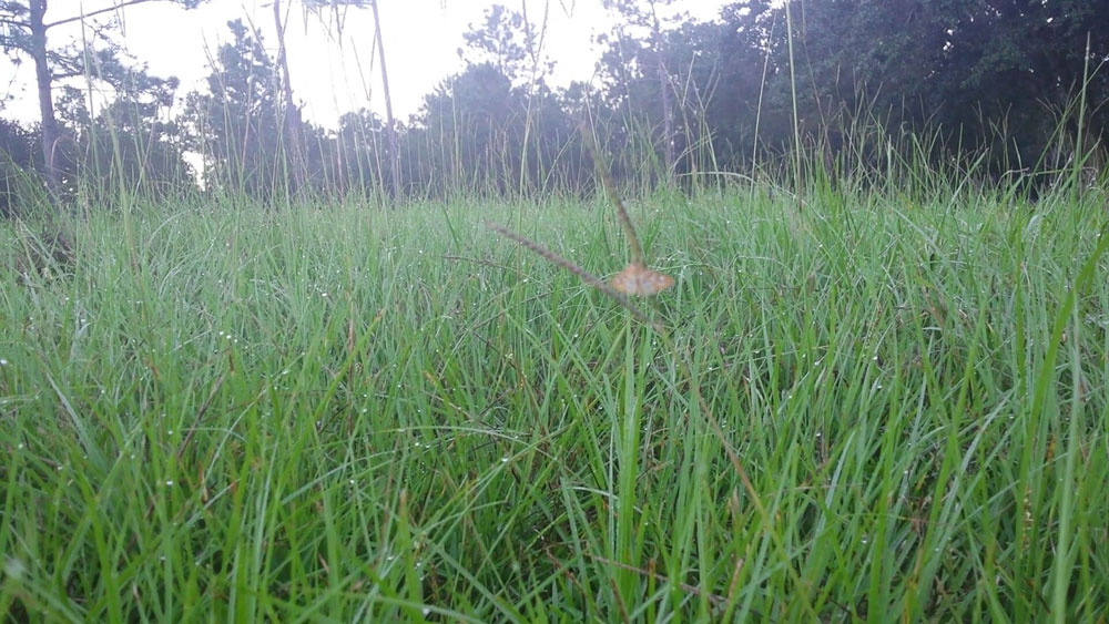 green grass with pine trees in distance
