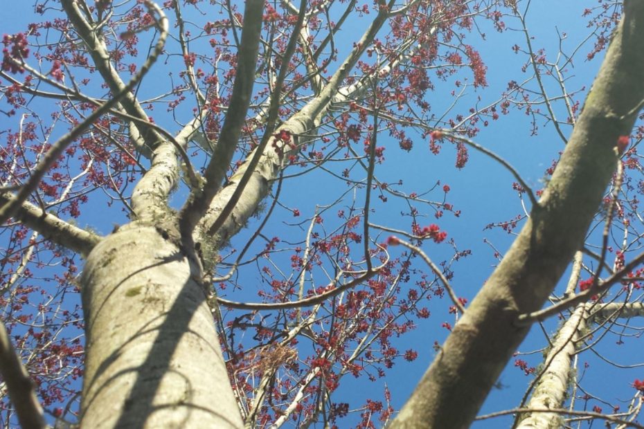 Looking up at a maple tree with pink buds about to spring forth with new life.