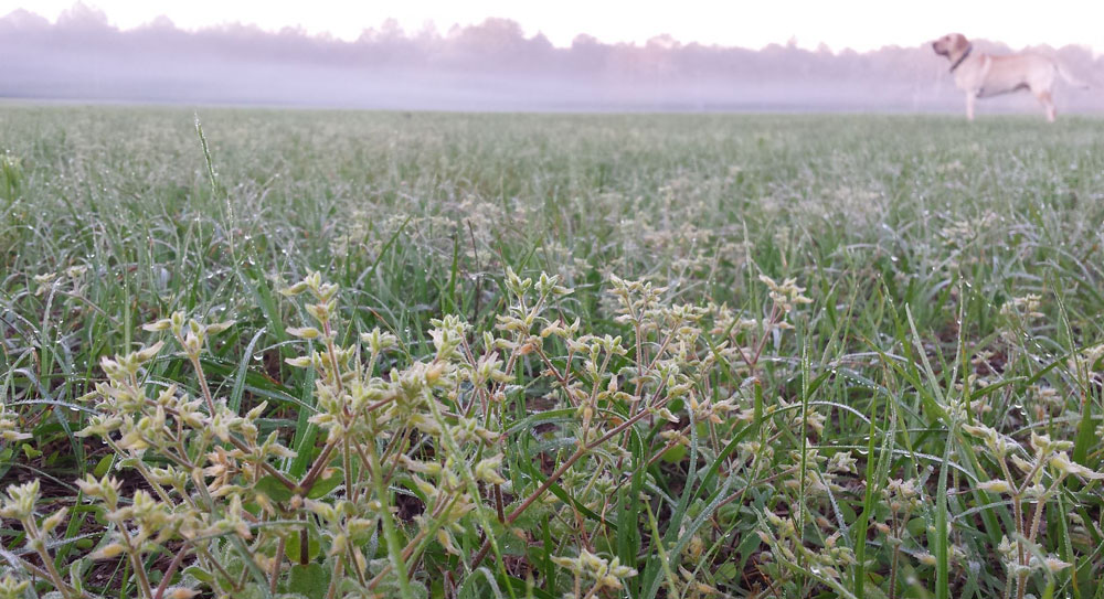 yellow lab standing in a dew covered field of green in the morning
