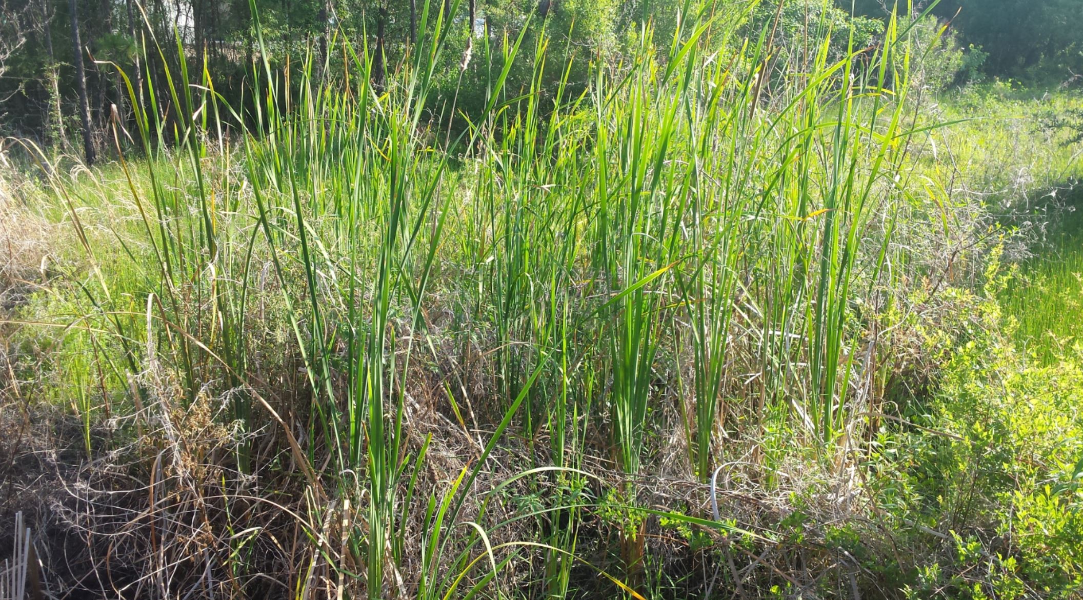 cat-tail plant stretching forth staying planted in the wildernessed