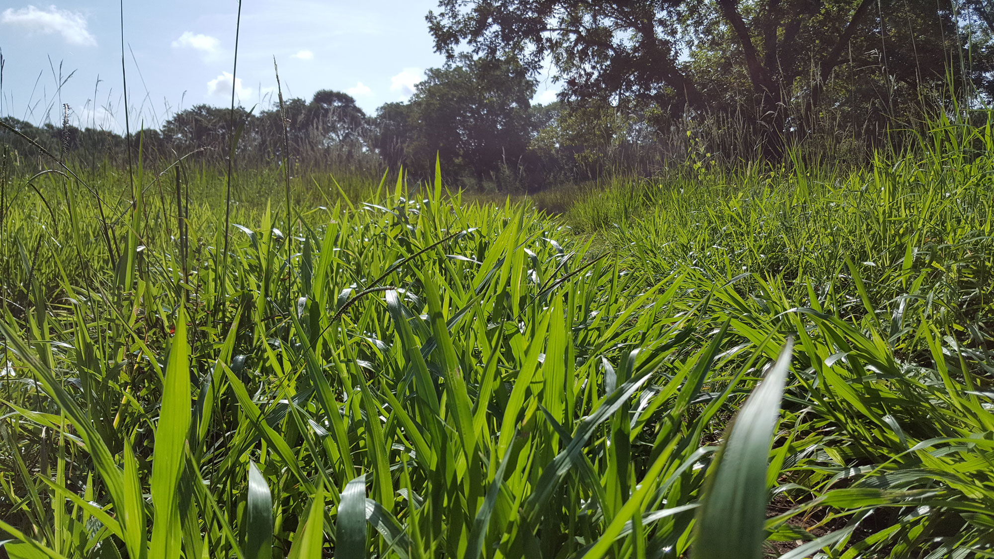 a path ahead with long green grass, but hope of a shade tree in the distance.