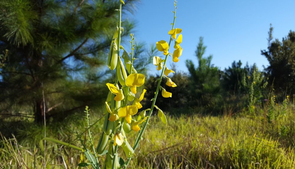 Yellow flower standing strong in a field with a blue sky behind it.
