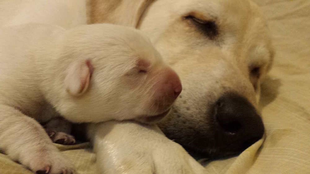 1 week old Yellow Lab Puppy resting its head on its mother's paw and nestling near her face. Both have eyes closed in peaceful sleep.