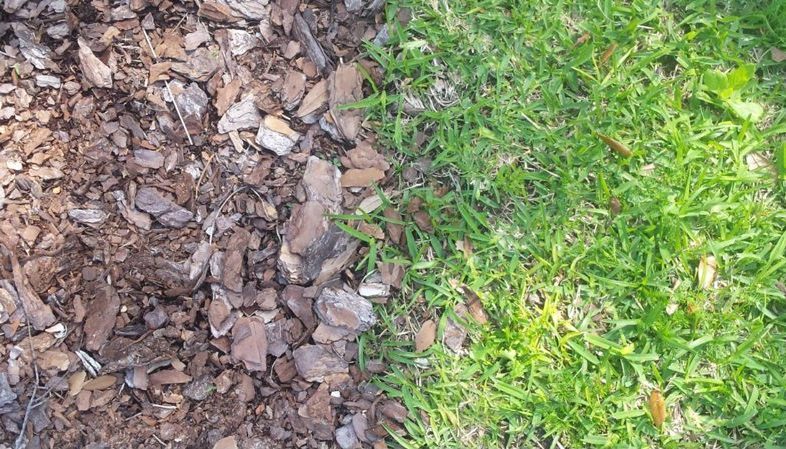 green grass and shredded wood chips mingled together unoffended by the other..