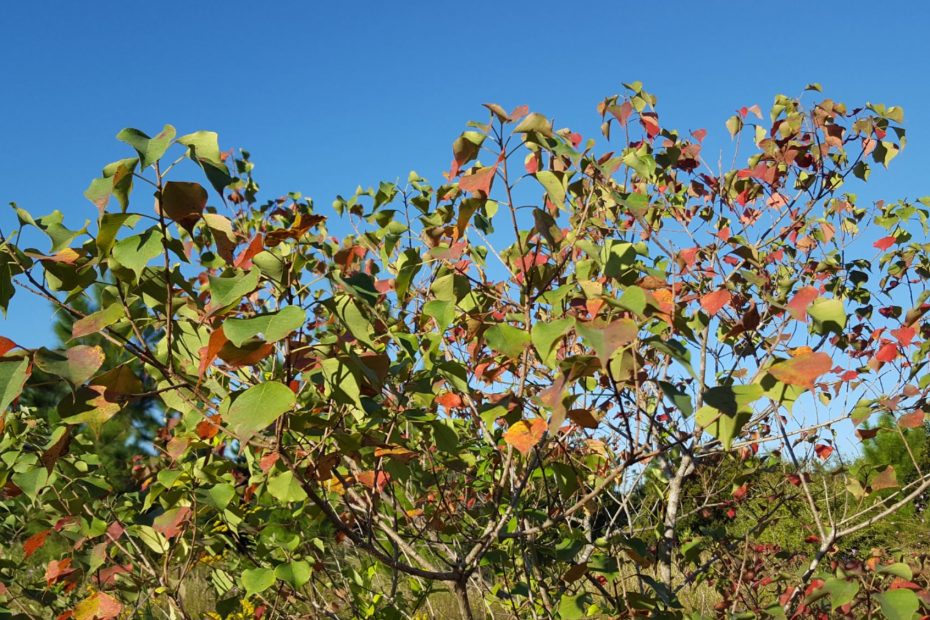 fall leaves colored with organge and red on a tree looking up to the blue sky