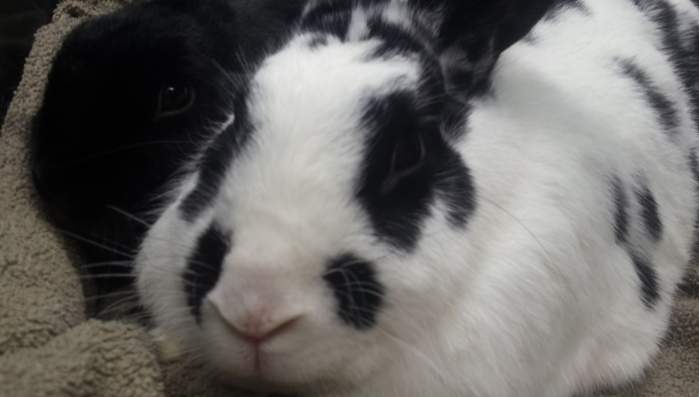 Two bunnies resting together looking ahead at what is next in their lives.